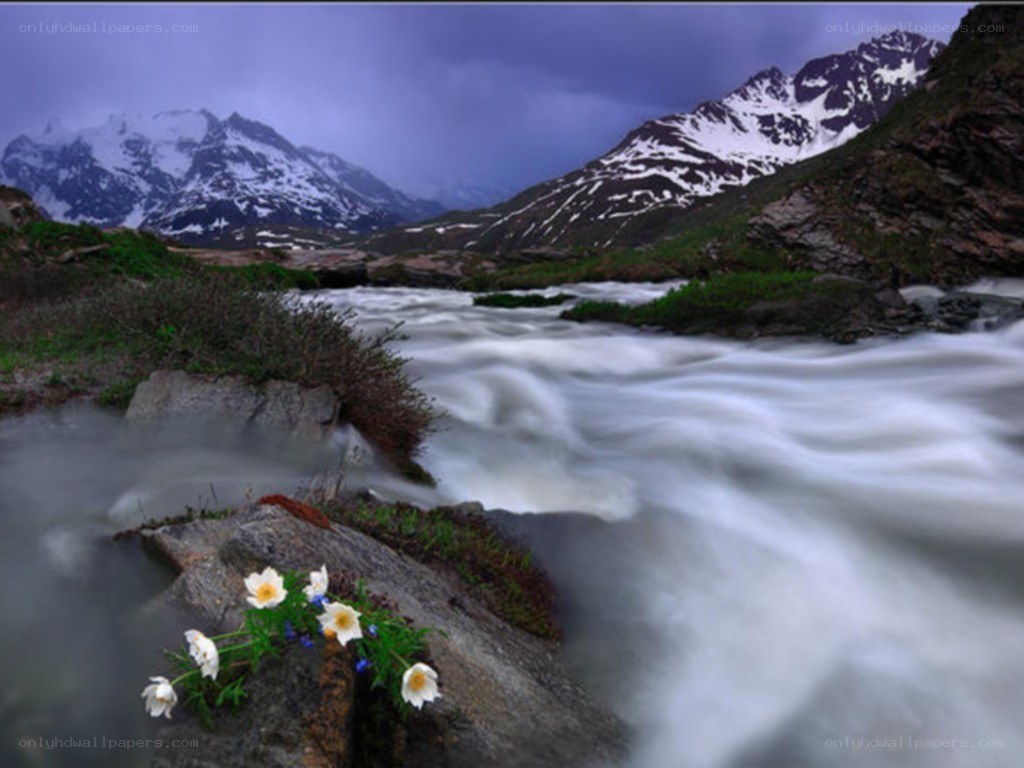 Mountain stream with wildflowers