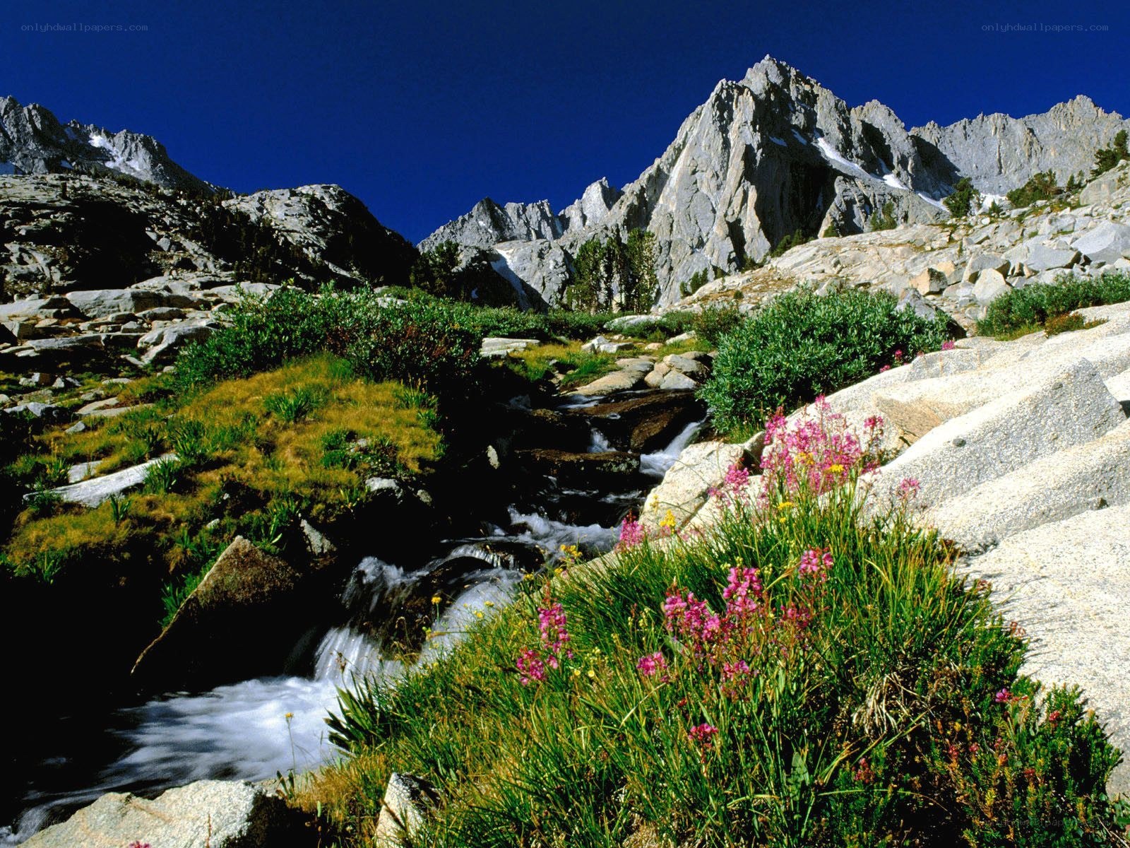 Mountain stream with wildflowers