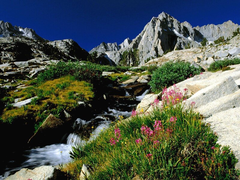 Mountain Stream with Wildflowers — Blue, Serene, Summer, Photograph