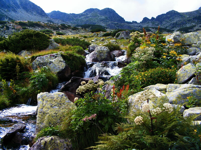 Mountain Stream with Wildflowers — Green