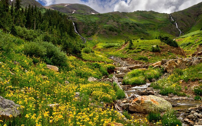 Mountain stream with wildflowers