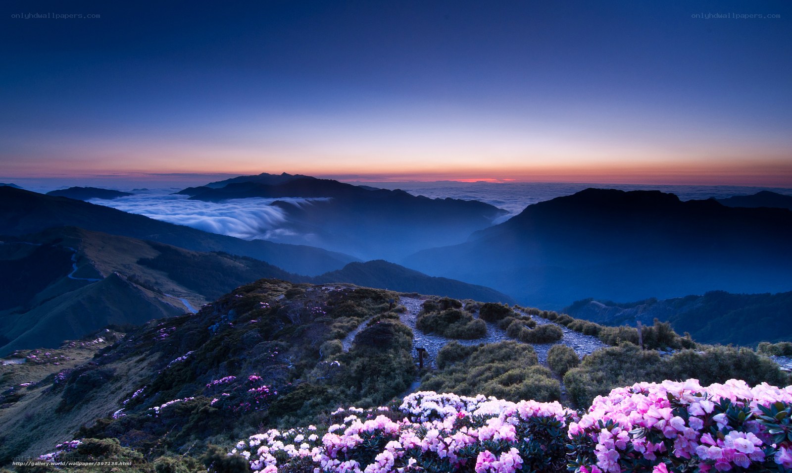 Mountain sunrise with flowers