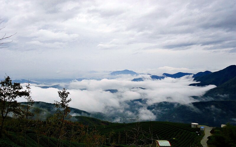 Mountain tea fields with clouds