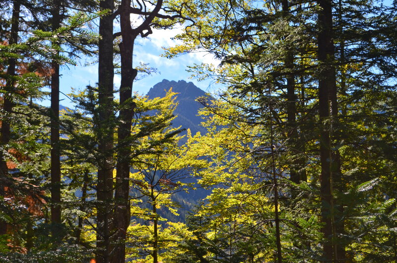 Mountain Through Forest