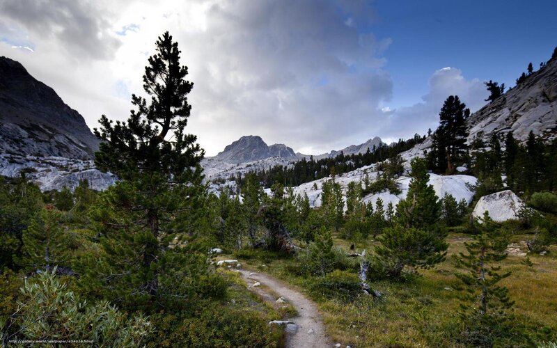 Mountain trail through alpine forest