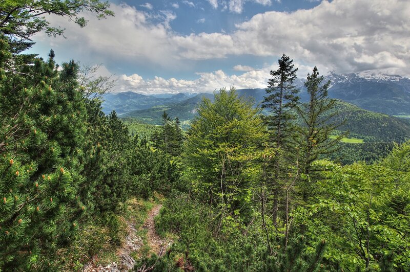 Mountain trail with forest view