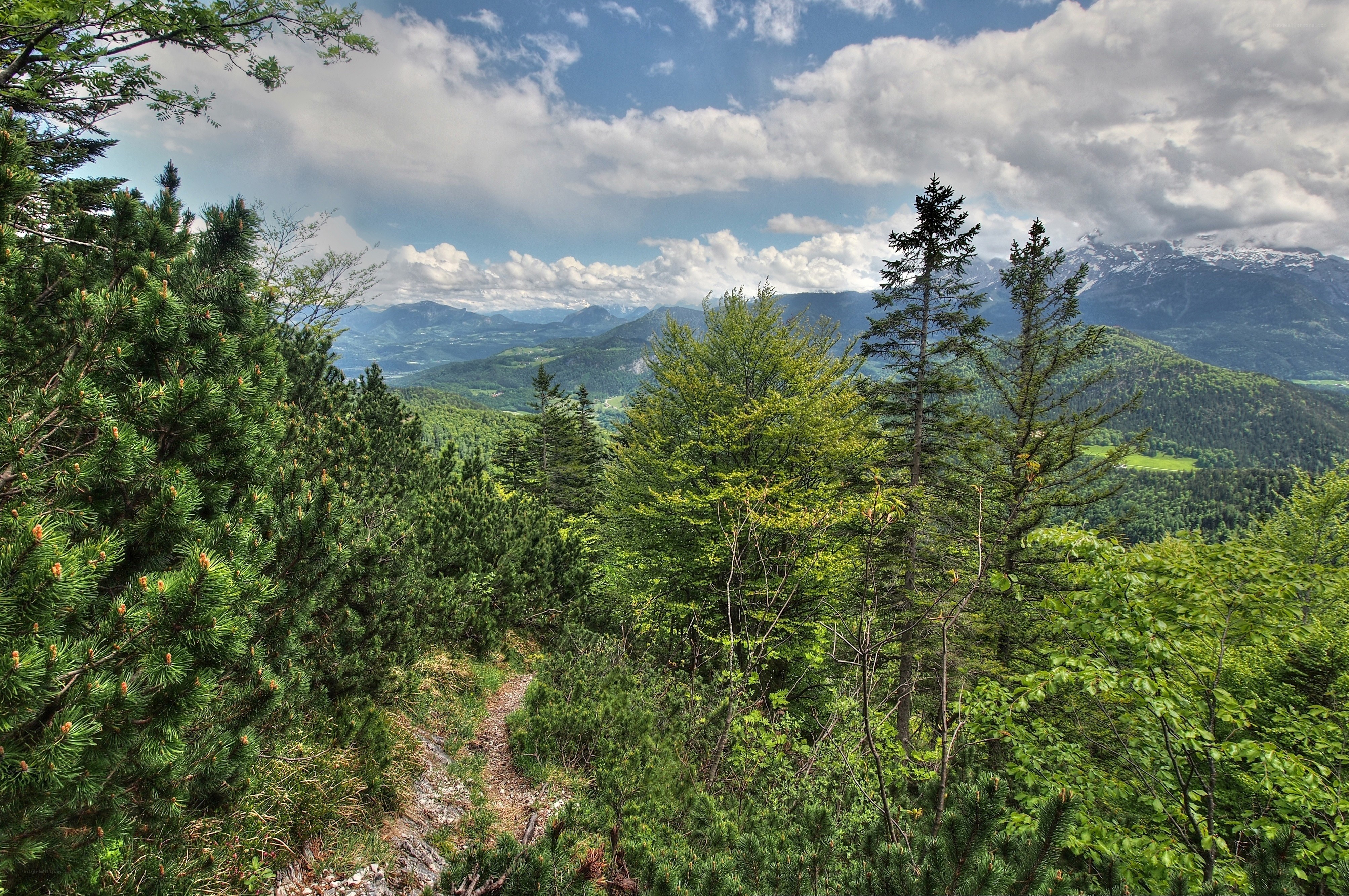 Mountain trail with forest view