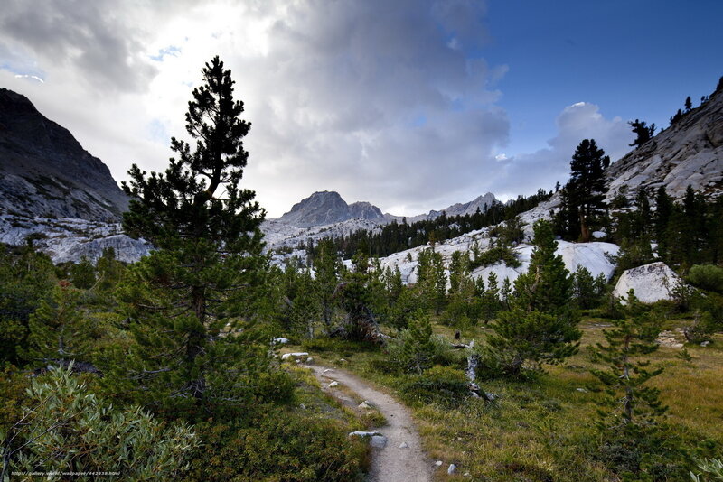 Mountain Trail with Pine Trees — Green