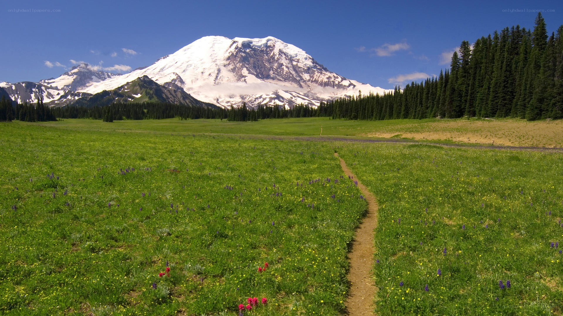 Mountain trail with wildflowers