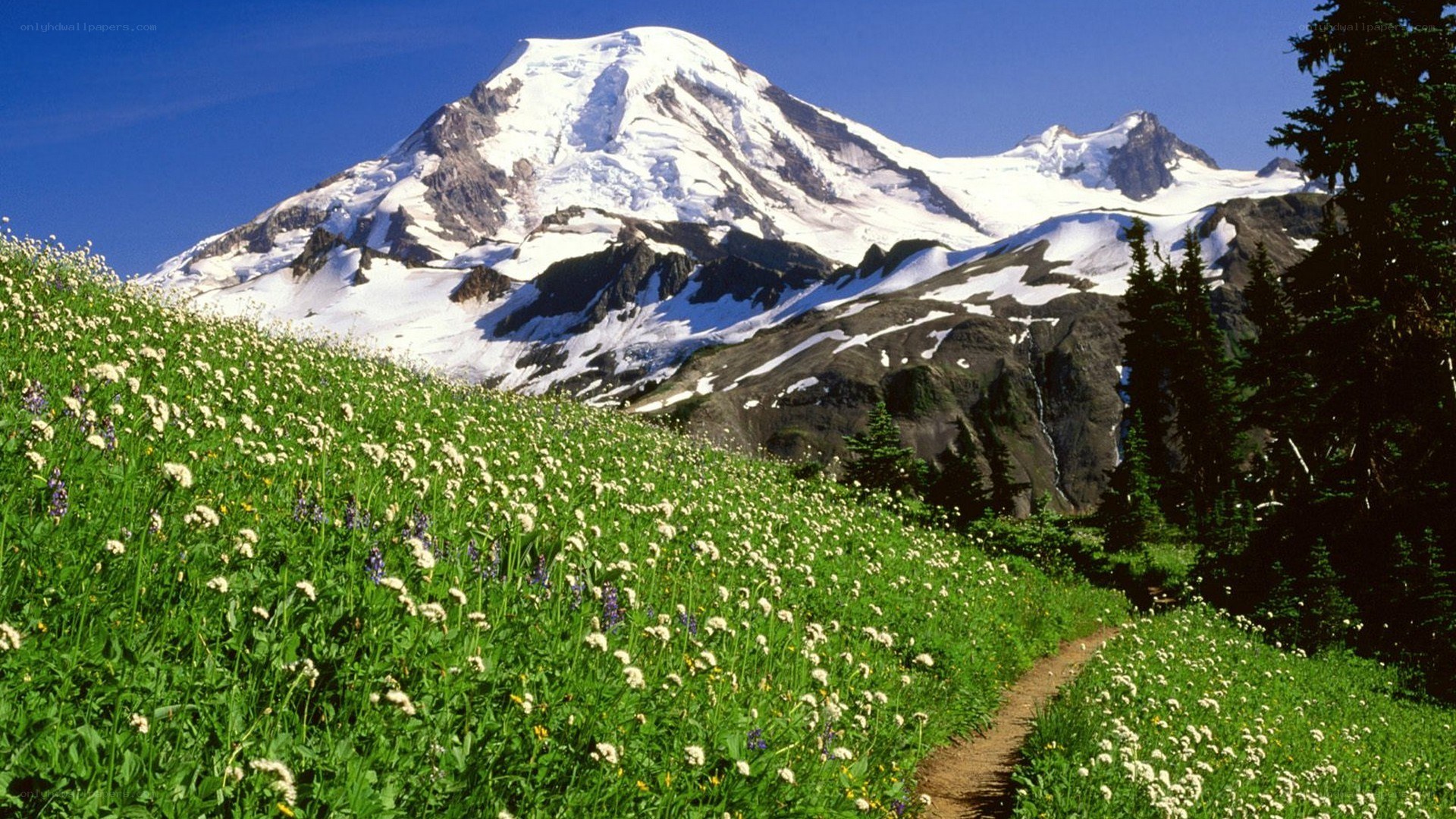 Mountain trail with wildflowers