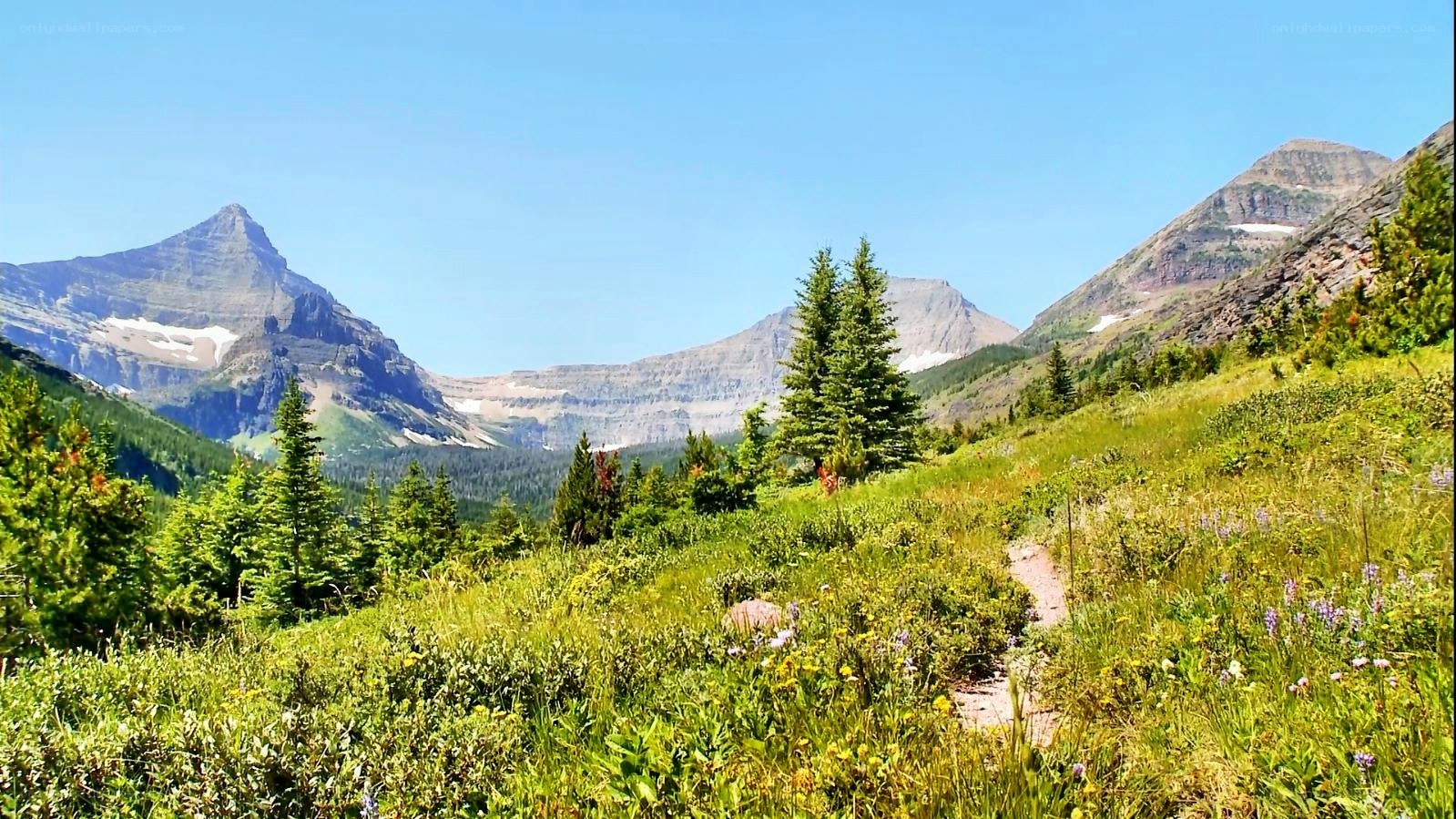 Mountain trail with wildflowers