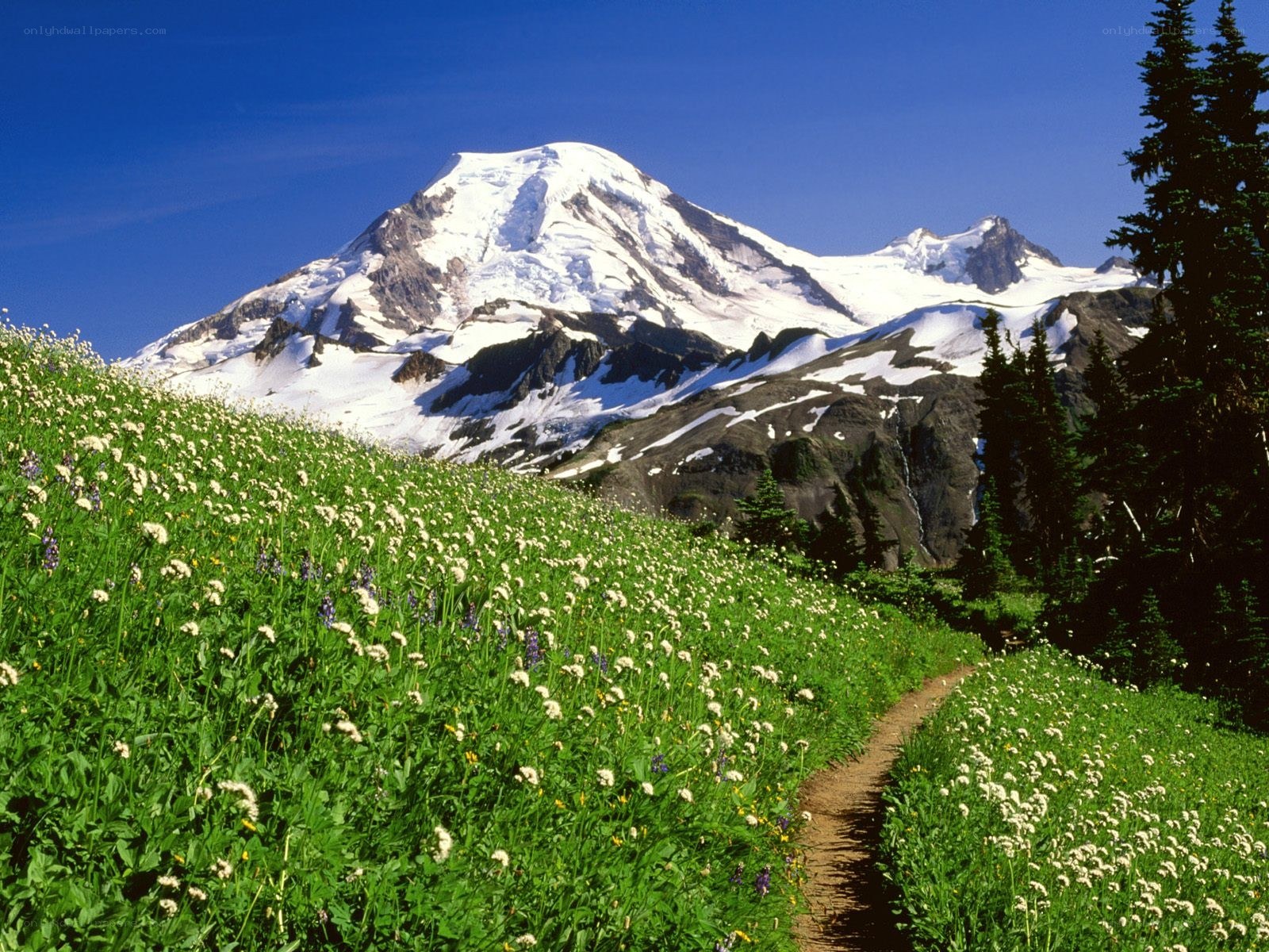 Mountain trail with wildflowers