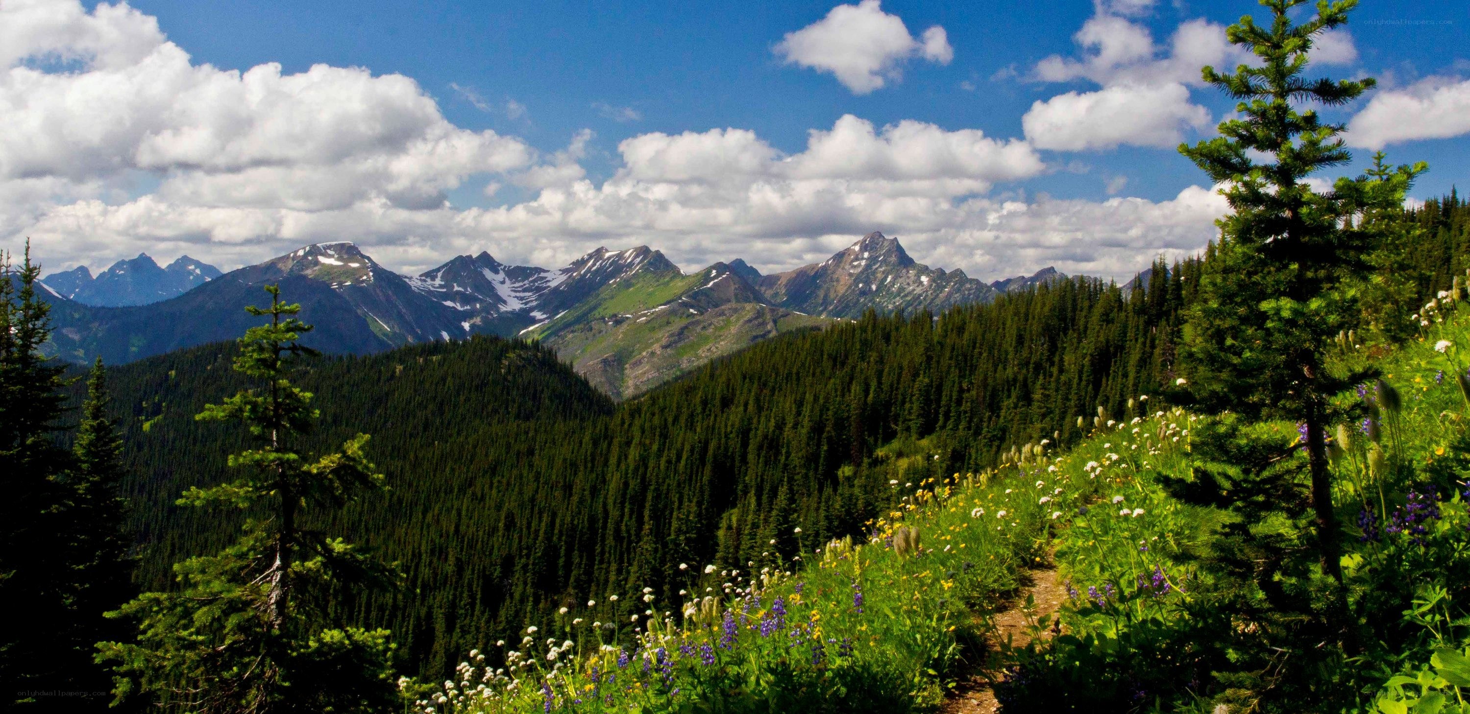 Mountain trail with wildflowers