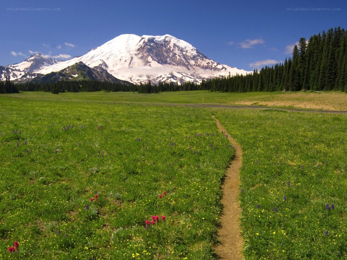 Mountain trail with wildflowers