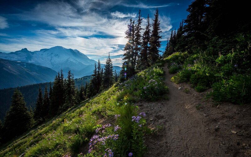 Mountain Trail with Wildflowers — Blue, Serene