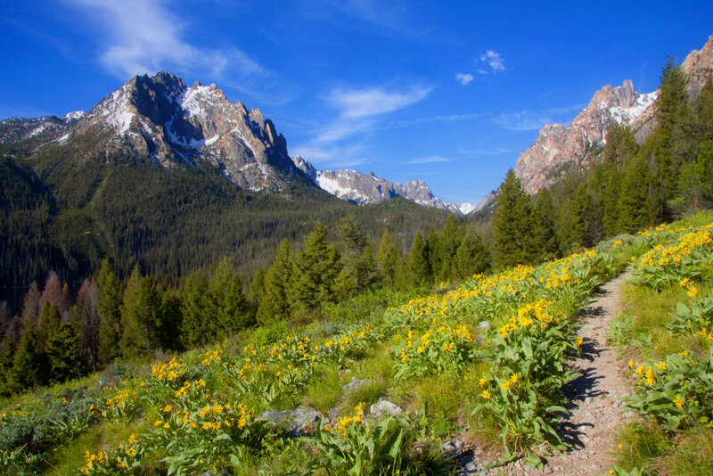 Mountain Trail with Wildflowers — Blue