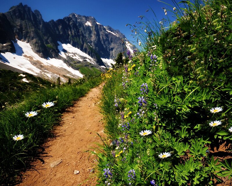 Mountain Trail with Wildflowers — Green, Serene, Summer, Photograph, Snow