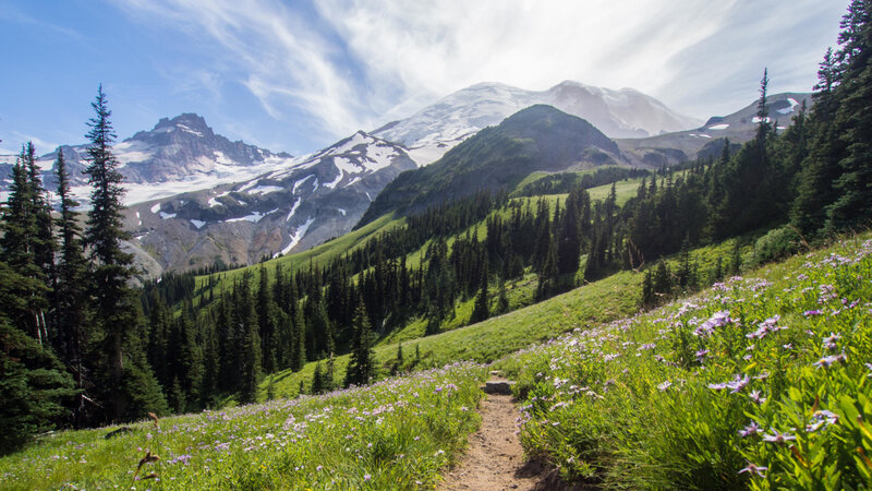 Mountain Trail with Wildflowers — Green, Serene, Summer, Photograph