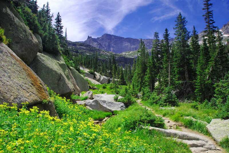 Mountain Trail with Wildflowers — Green, Serene