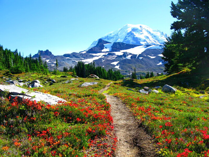 Mountain Trail with Wildflowers — Green