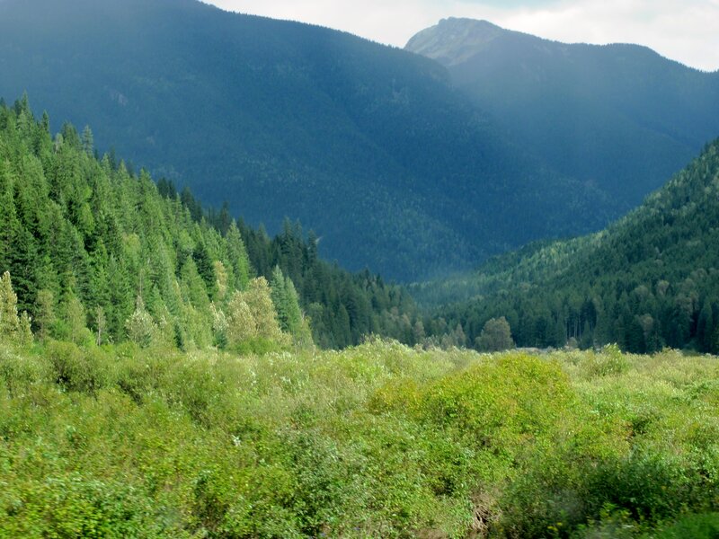 Mountain Valley Forest — Green