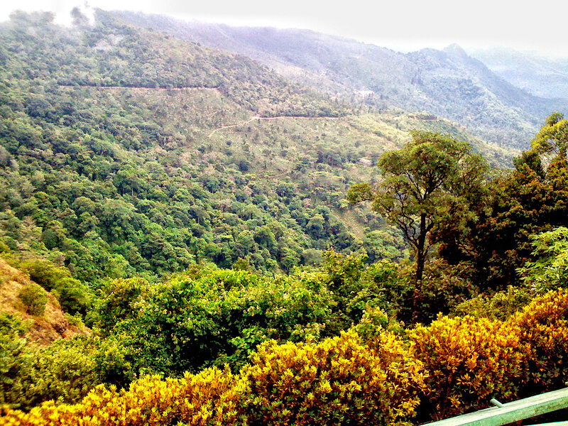 Mountain Valley Forest