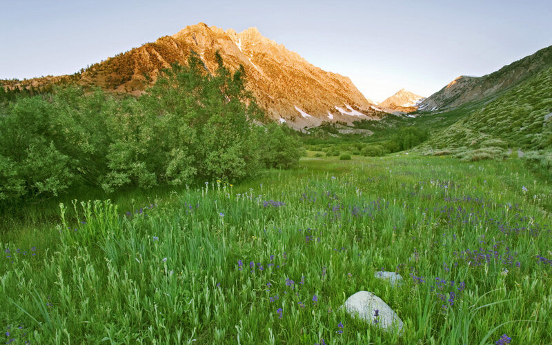 Mountain Valley Meadow
