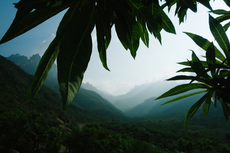 Mountain Valley Through Leaves