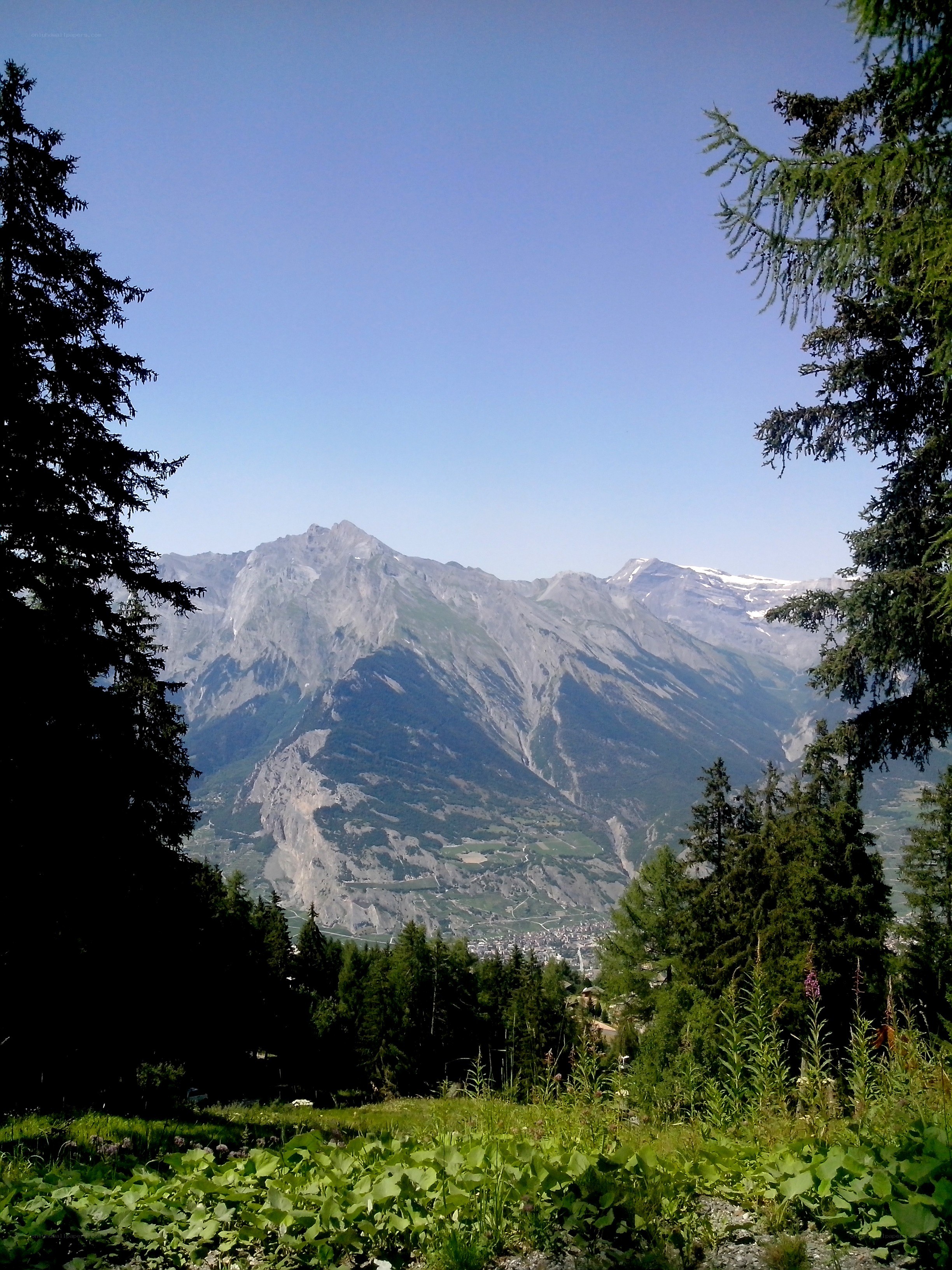 Mountain valley view from forest