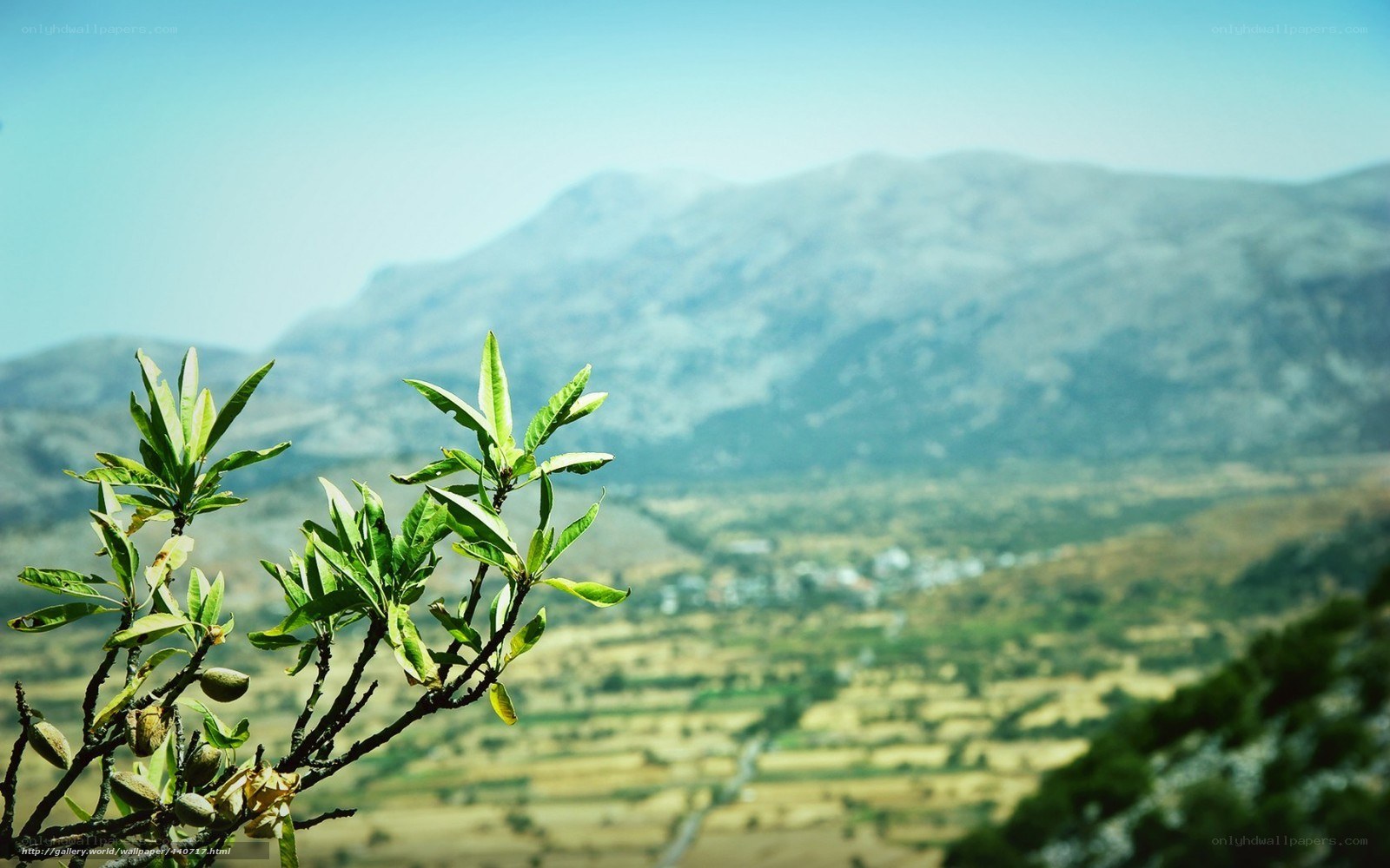 mountain valley with almond tree