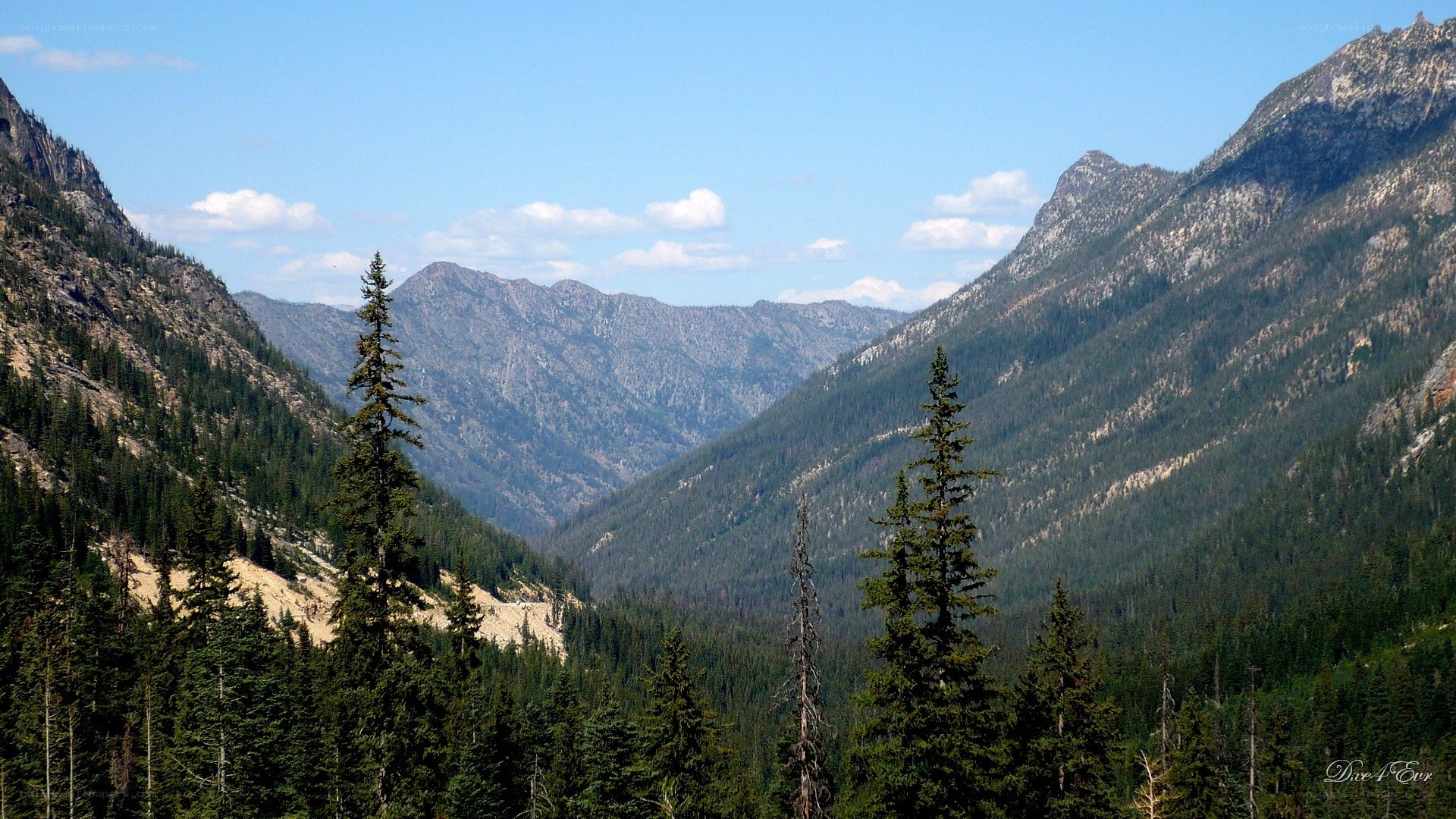 mountain valley with evergreen trees