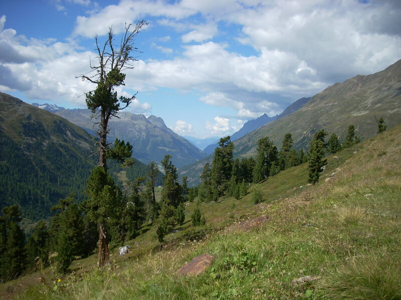 Mountain valley with evergreen trees