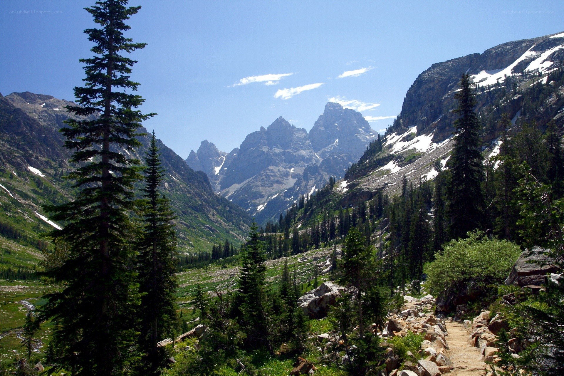 Mountain valley with evergreen trees