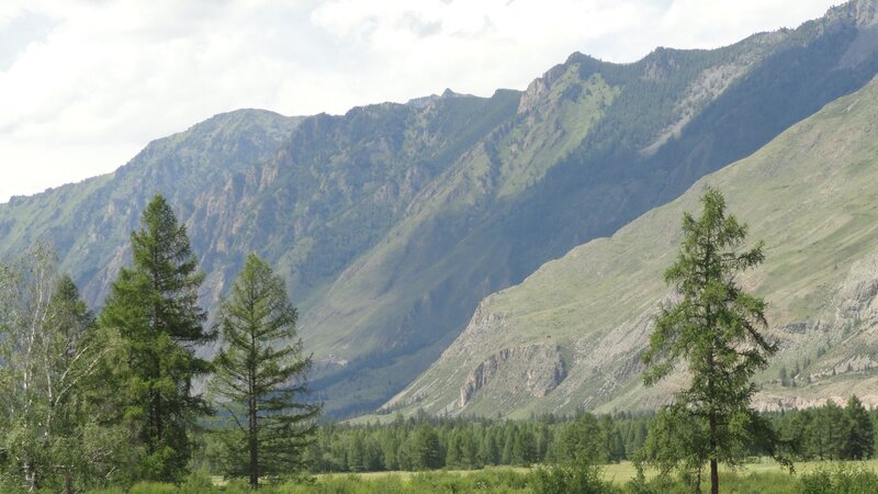 Mountain valley with evergreen trees