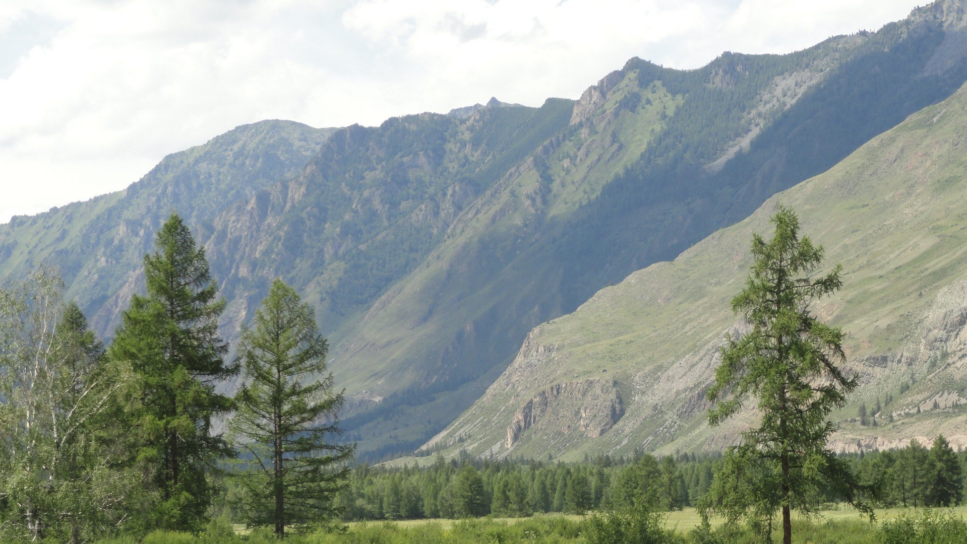 Mountain valley with evergreen trees