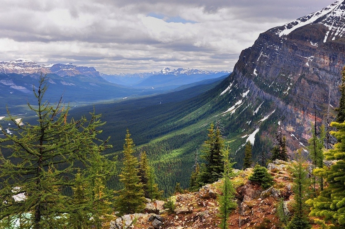 Mountain valley with evergreen trees