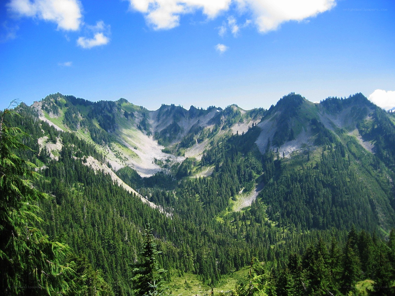 Mountain valley with evergreen trees
