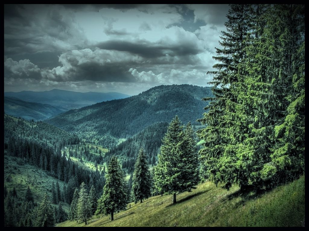 Mountain valley with evergreen trees