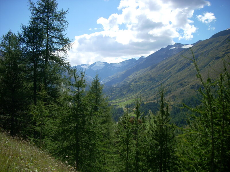 Mountain valley with evergreen trees