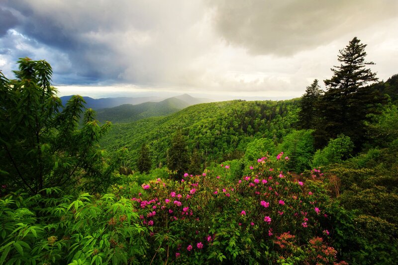 Mountain Valley with Flowers — Green, Dramatic