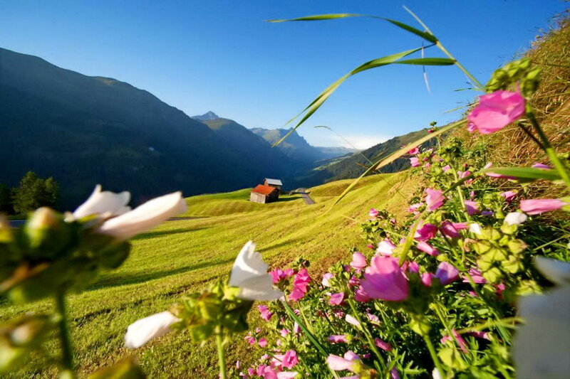 Mountain Valley with Flowers — Green, Serene, Afternoon