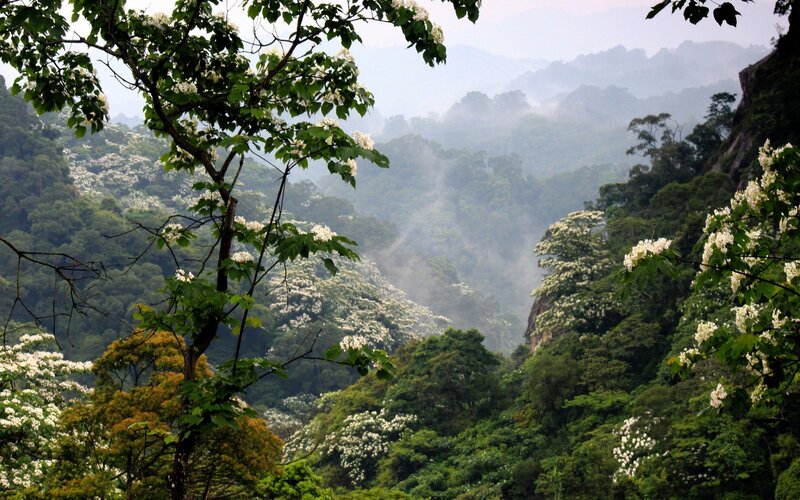 Mountain Valley with Flowers — Green, Serene, Morning, Photograph