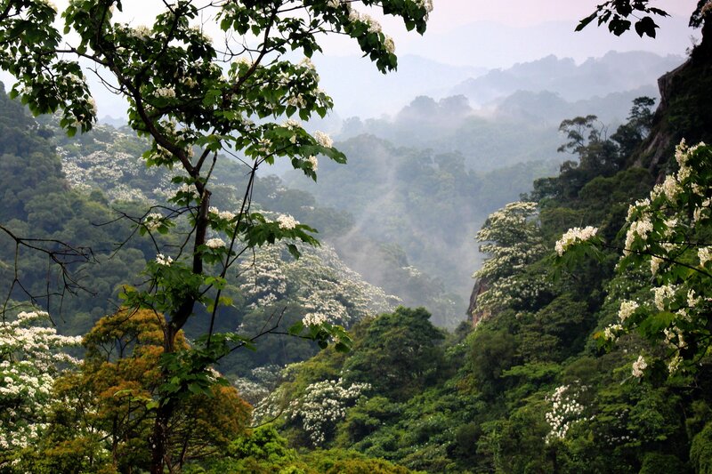 Mountain Valley with Flowers — Green, Serene, Morning