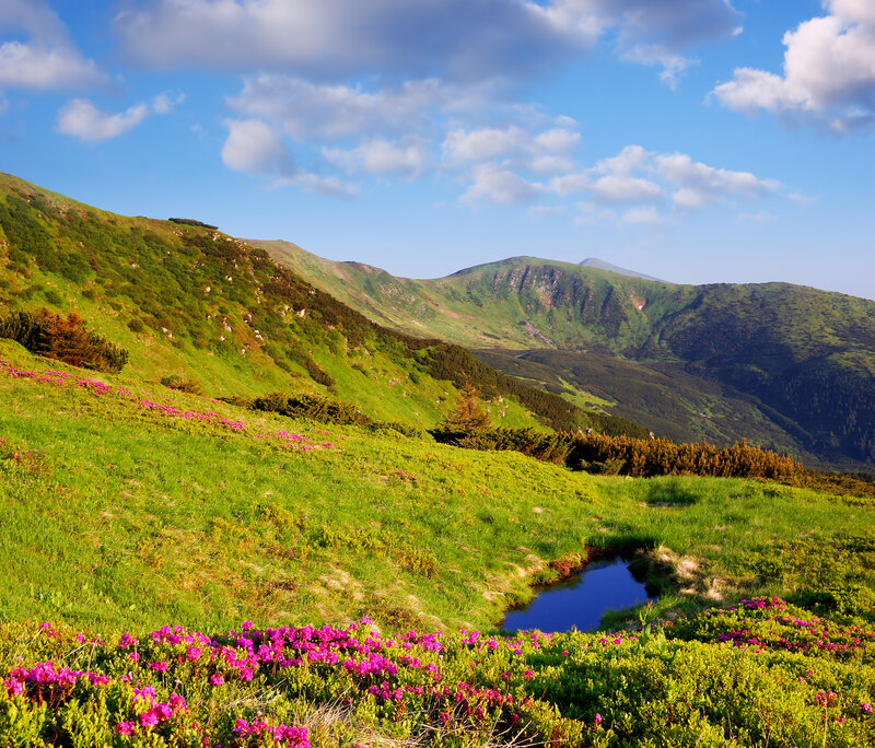 Mountain Valley with Flowers — Green, Serene