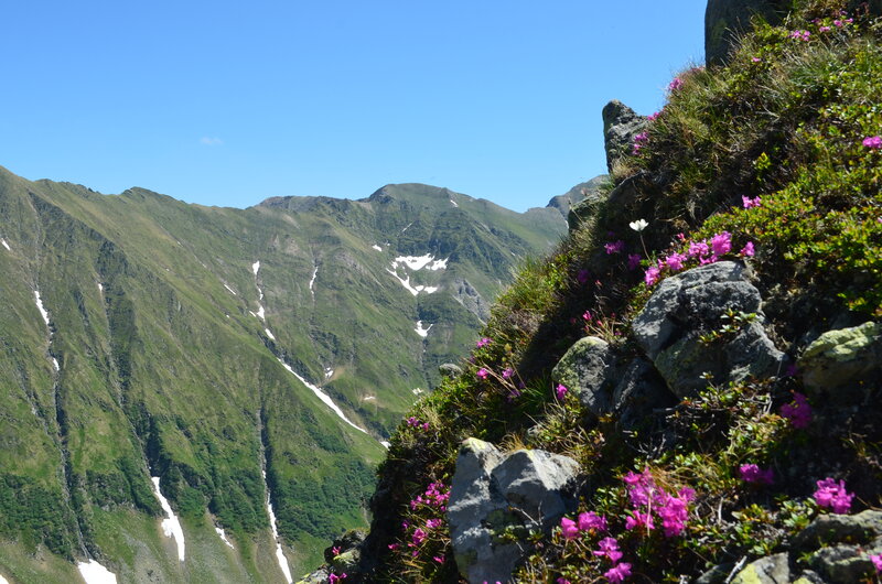 Mountain Valley with Flowers — Green