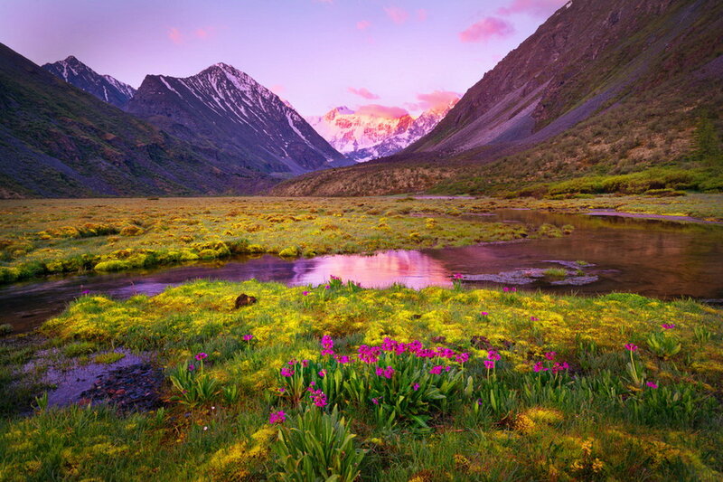 Mountain Valley with Flowers — Purple, Serene