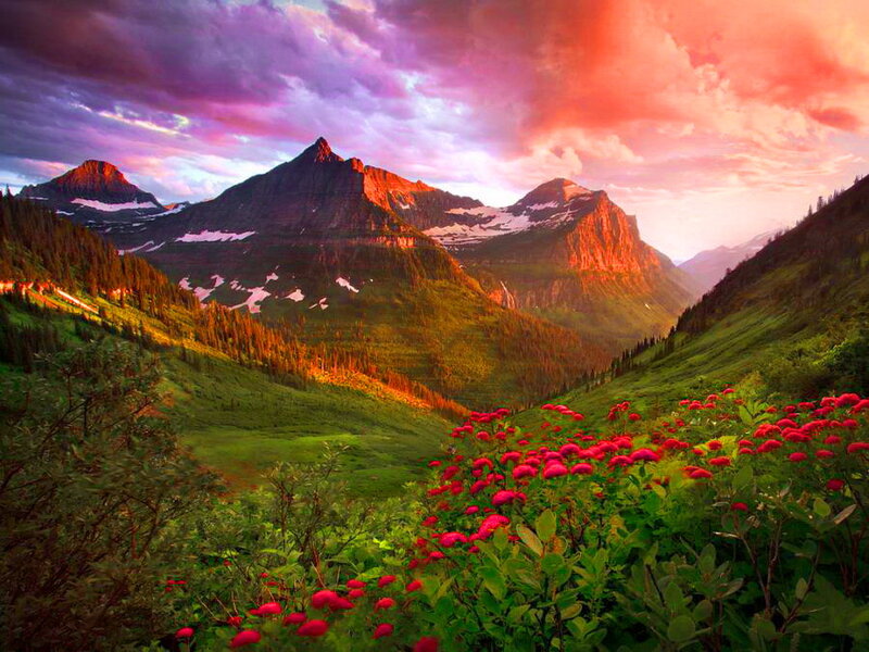 Mountain Valley with Flowers