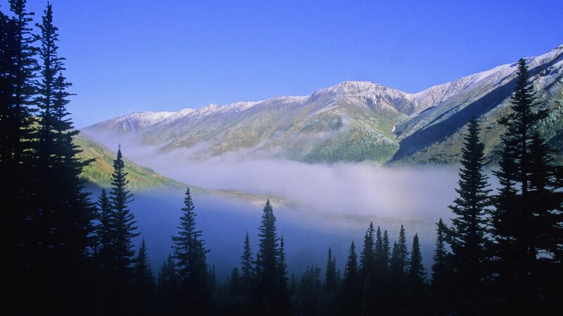 Mountain valley with fog and pine trees