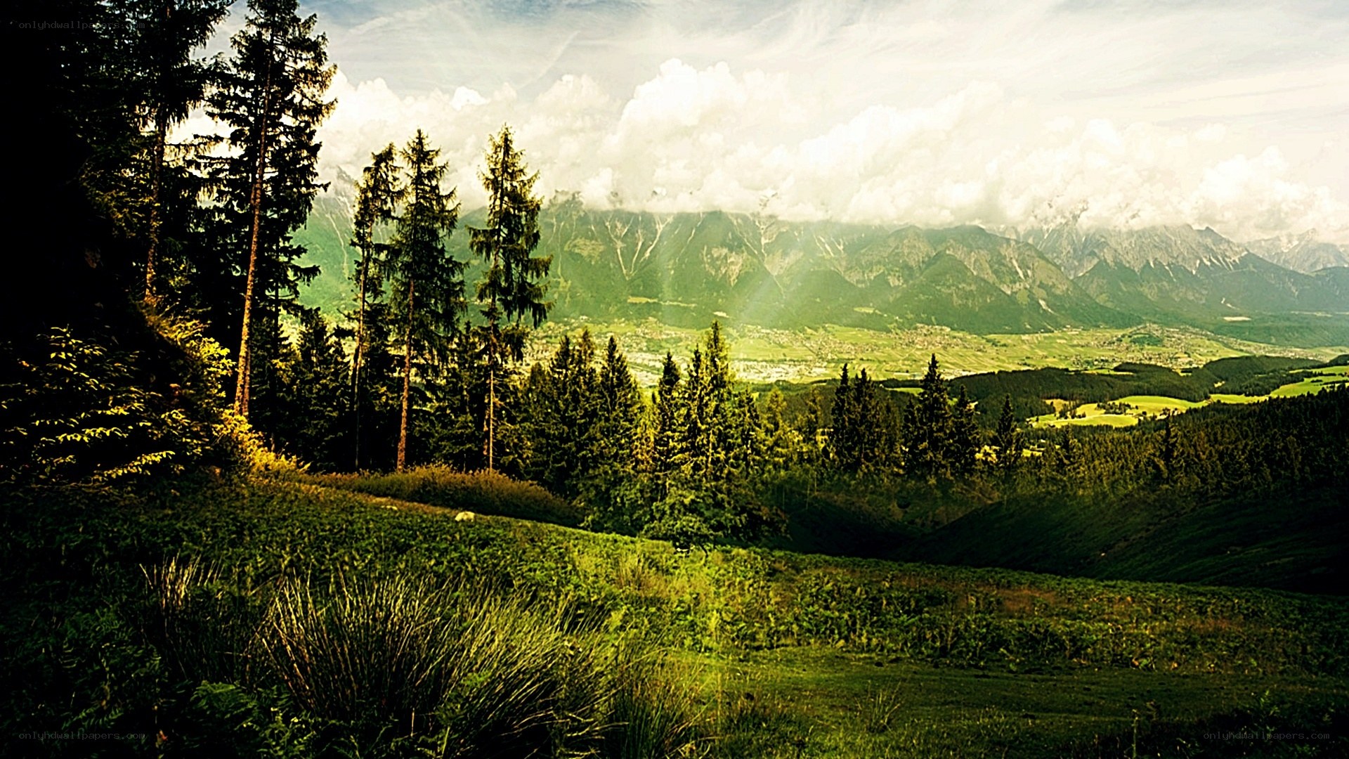 Mountain valley with forest