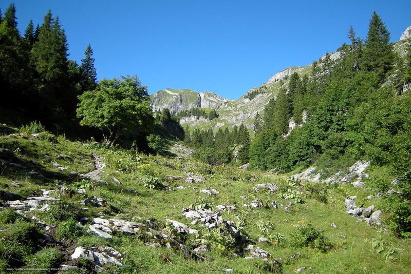 Mountain valley with forest and path